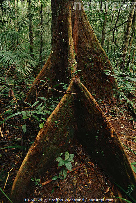 Buttresses Tropical Rainforest