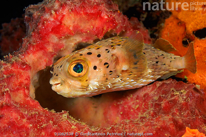 Stock photo of Balloon fish {Diodon holocanthus} Bonaire, Caribbean ...