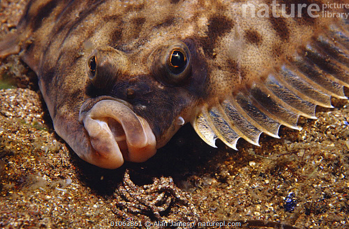 Stock photo of Plaice fish face (Pleuronectes platessa) UK
