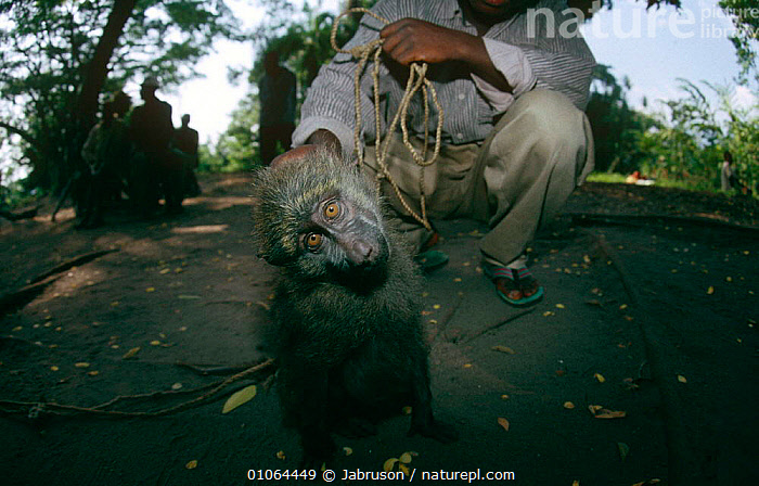 Stock photo of Captive young Olive baboon {Papio anubis} Virunga NP ...