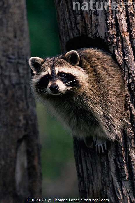 Wi Brown Racoon Stock photo of Raccoon in tree {Procyon lotor} Wisconsin, USA ...