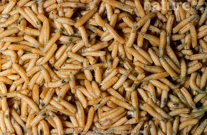 Stock photo of Common house fly maggots {Musca domestica}. Available for  sale on