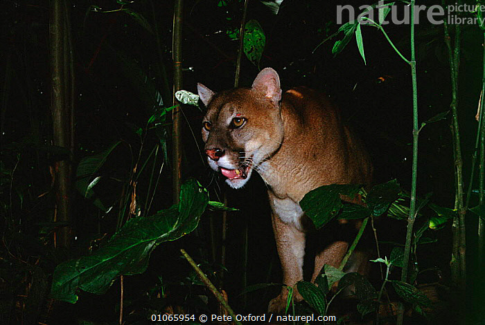 Stock photo of Puma in rainforest Amazon Ecuador South America. Available for sale on www.naturepl