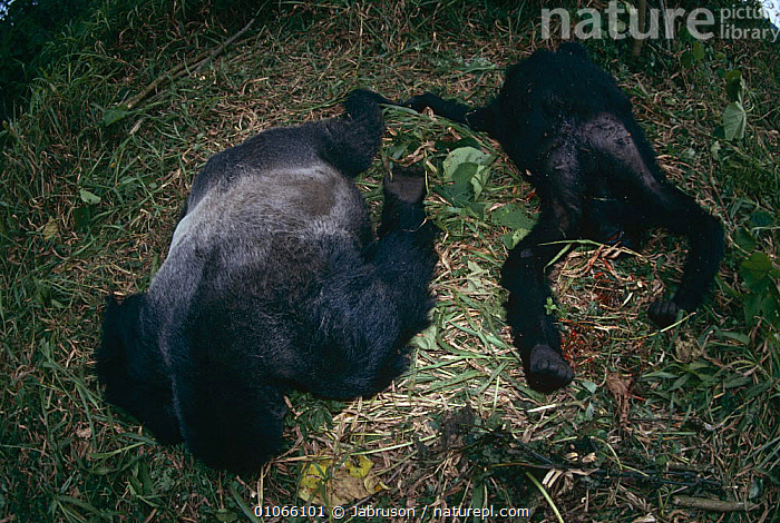 Muenster, Germany. 08th Dec, 2016. Female gorilla Changa Maidi