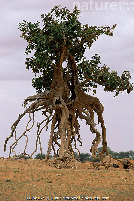 Stock photo of Tree with exposed roots on banks of Niger river, Mali ...