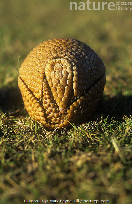 Stock photo of Three banded armadillo {Tolypeutes tricinctus