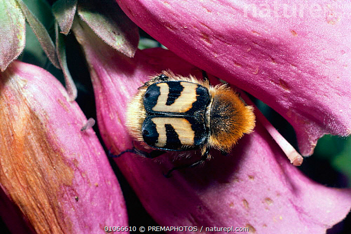 Foxbee Insect Stock photo of Bee beetle on Foxglove flower {Trichius fasciatus ...