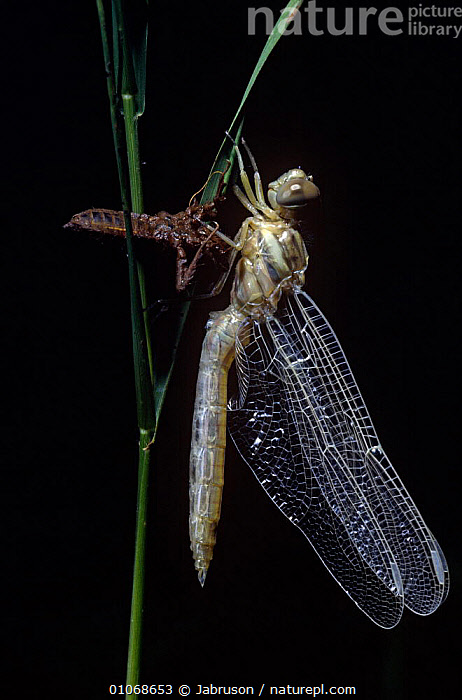 Nymph Casing Stock photo of Dragonfly emerging from nymph case (Anisoptera) Kenya ...