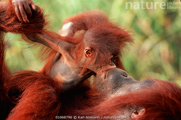 Stock photo of Orang utan baby 'kissing' mother, Borneo. Available for sale  on