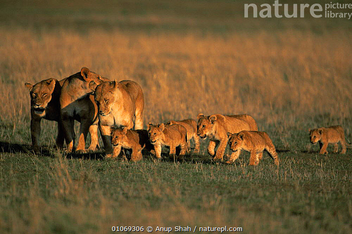 Stock photo of Pride of lions walking - lionesses with cubs {Panthera ...