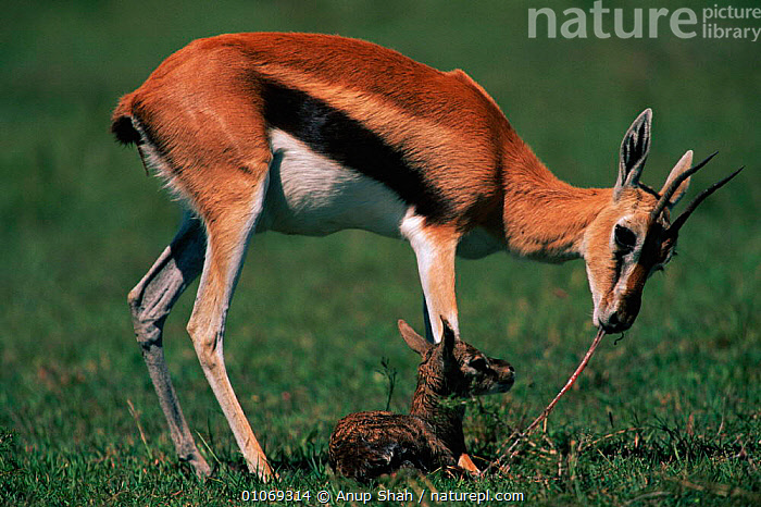 Stock photo of Thomson's gazelle clearing after birth from newborn ...