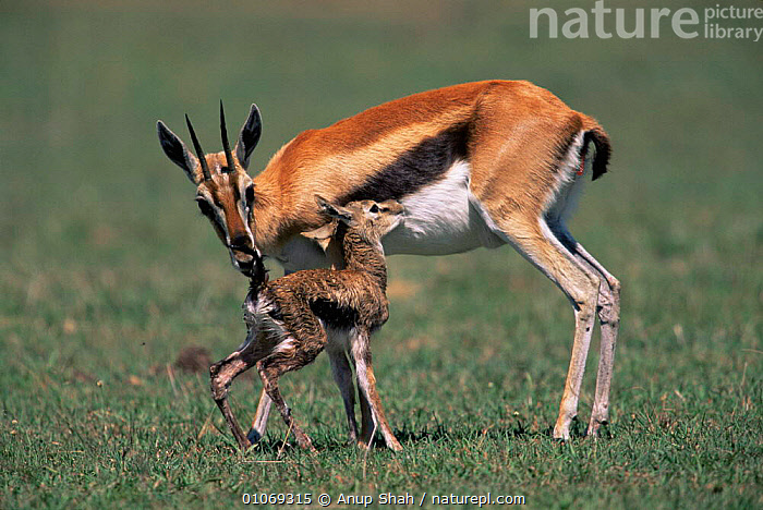 Stock photo of Thomson's gazelle clearing after birth from newborn as ...