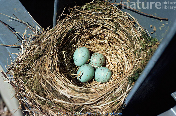 Stock photo of Mistle thrush nest with eggs {Turdus