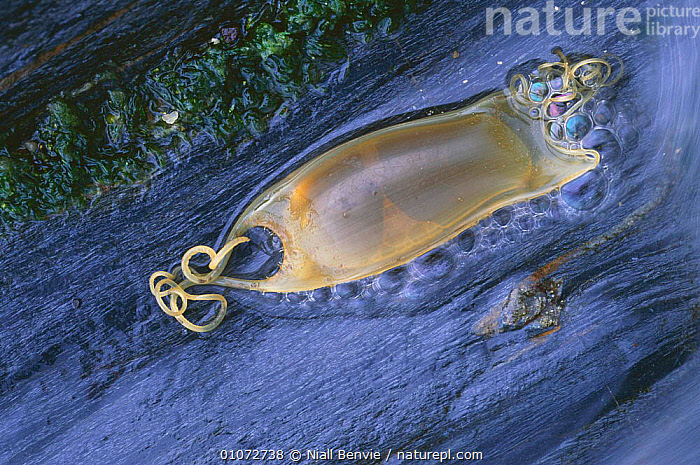 Egg Case Mermaids Purse Smallspotted Catshark Stock Photo 1651123345 |  Shutterstock