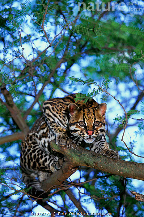 Tree ocelot sales