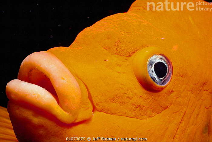 Stock photo of Close up of Garibaldi fish face {Hypsypops rubicunda},  Channel Islands…. Available for sale on