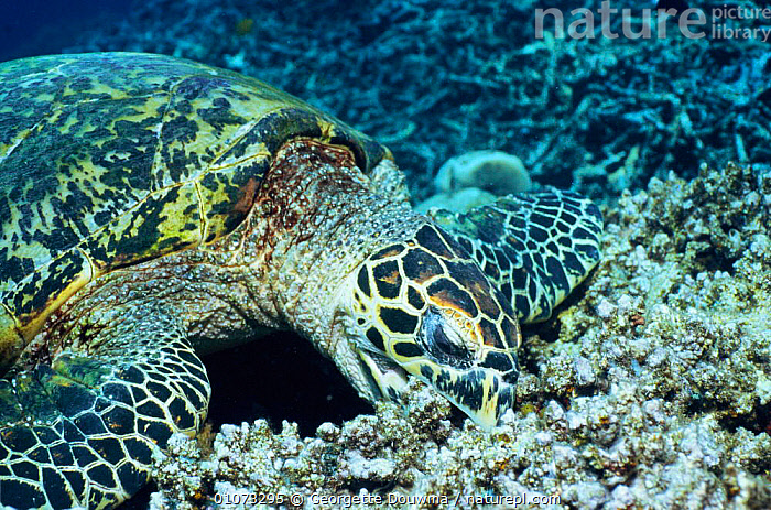 Gallery Detail: Stock Photo Of Hawksbill Turtle Feeding On Coral Reef Eretmochelys