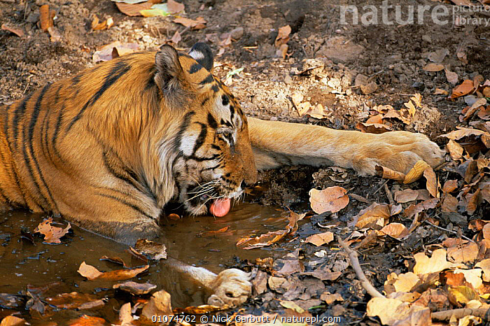 Stock photo of Male Bengal tiger 'Charger' drinking {Panthera tigris ...