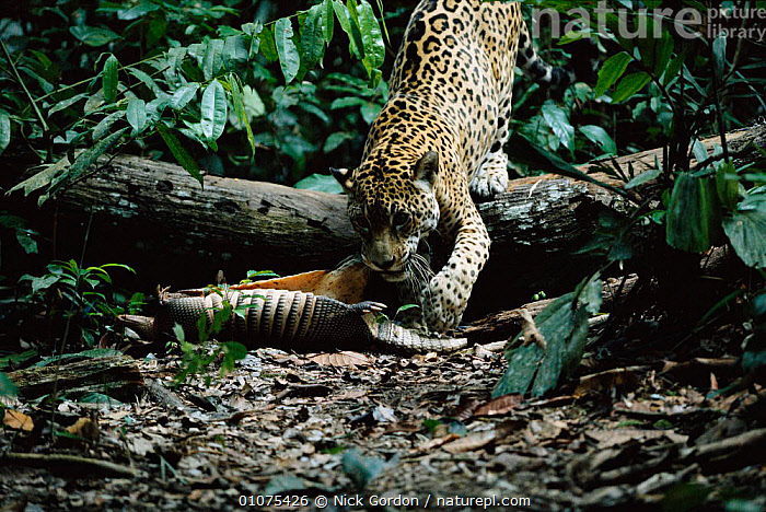 Stock photo of Wild jaguar male with Armadillo kill {Panthera onca