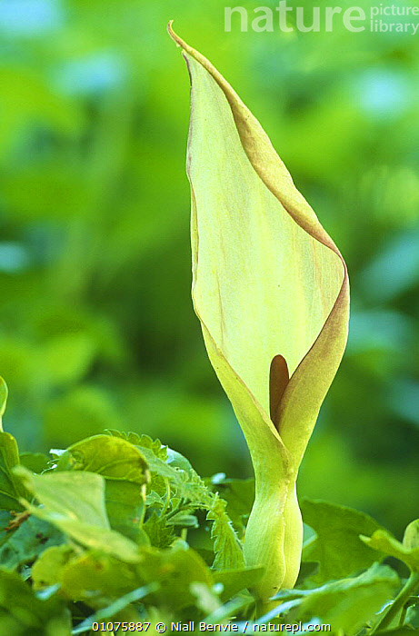 Stock photo of Wild arum / Cuckoo pint {Arum maculatum} flower