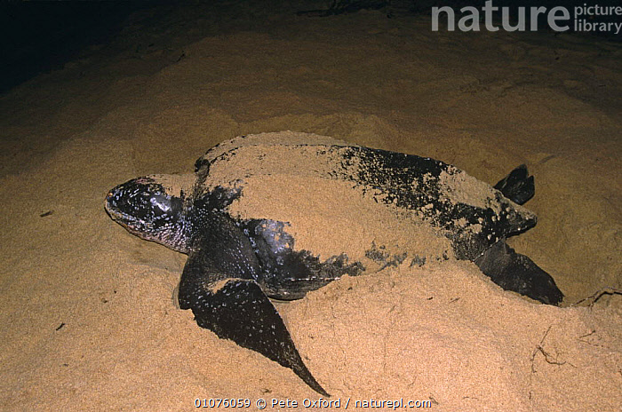 Stock photo of Leatherback turtle female laying eggs at night ...
