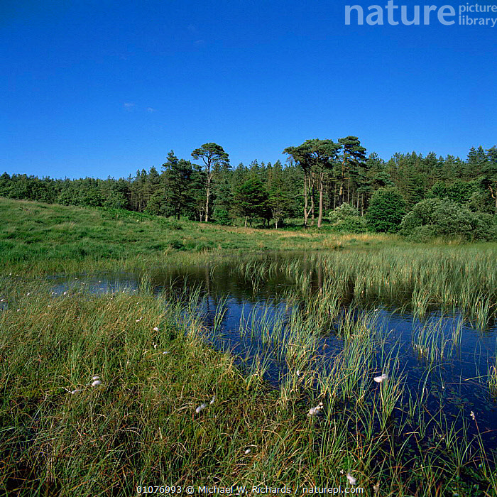Stock photo of Priddy pools, wetlands with Cotton grass, Mendips