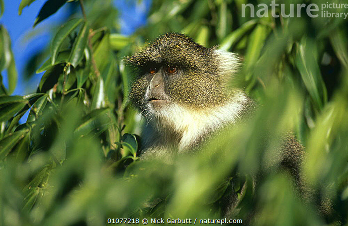 A critically endangered (IUCN) - Joel Sartore