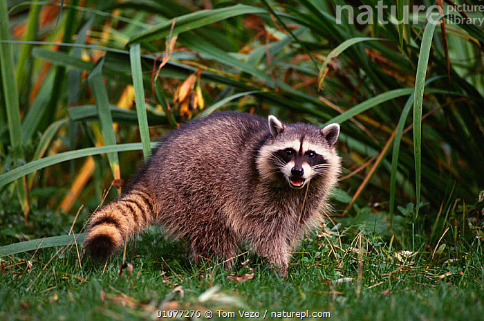 stock-photo-of-raccoon-procyon-lotor-vancouver-british-columbia