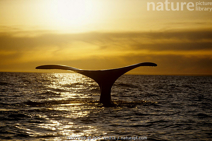 Stock photo of Southern right whale tail fluke at sunset {Balaena ...