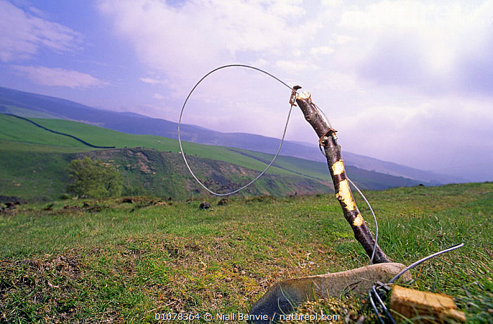 Stock photo of Red fox snare trap (Vulpes vulpes) Angus, Scotland, UK ...