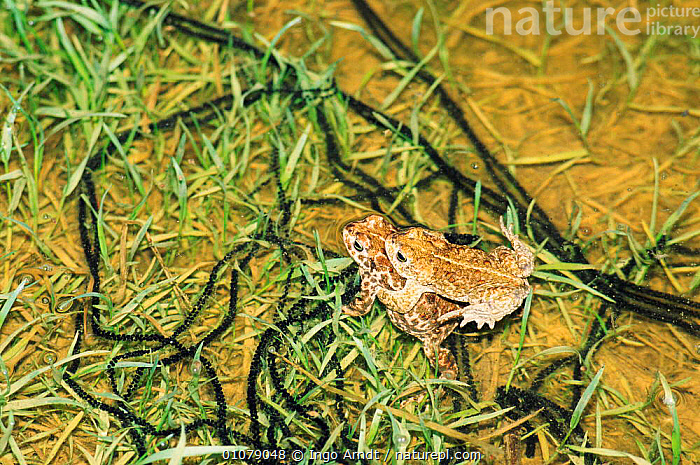 Stock photo of Natterjack toads, mating pair with strings of toad spawn  {Bufo calamita}…. Available for sale on