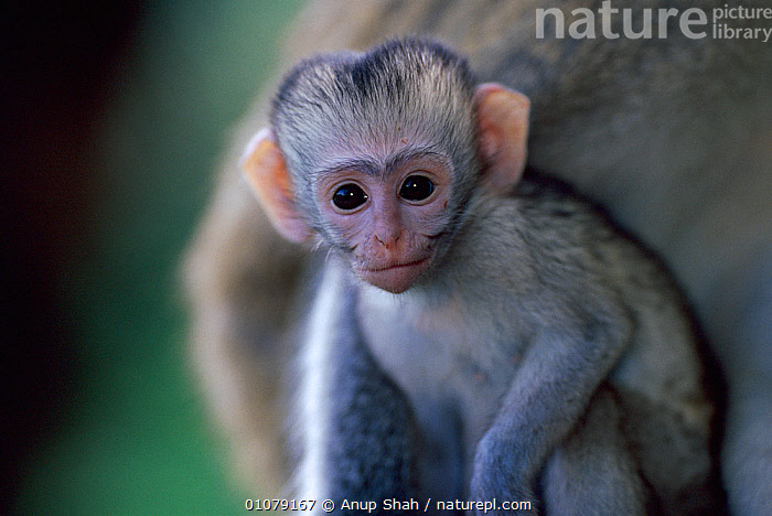 Stock photo of Baby Vervet monkey portrait (Chlorocebus / Cercopithecus ...