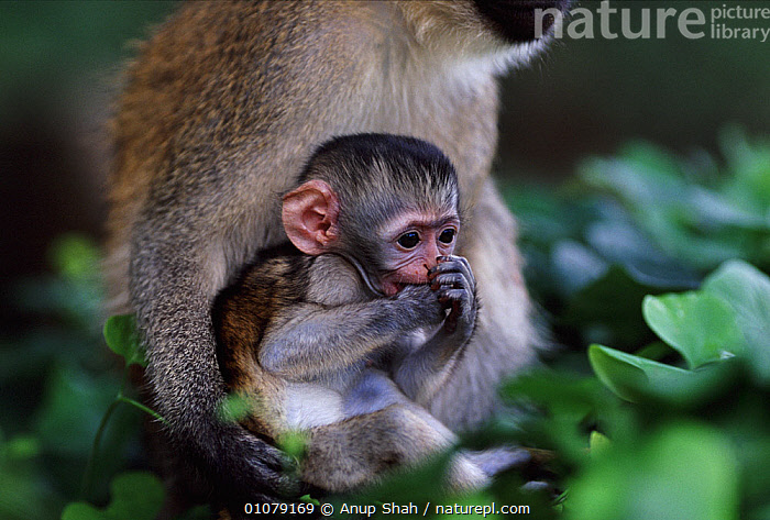 Stock photo of Baby Vervet monkey portrait (Chlorocebus / Cercopithecus ...