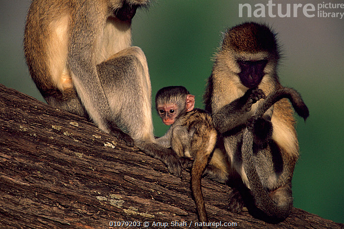 Stock photo of Baby Vervet monkey with adults (Chlorocebus ...