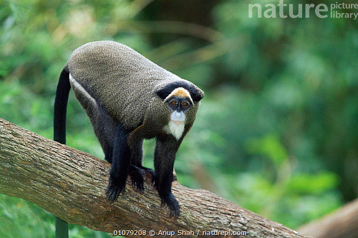 Stock Photo Of De Brazza s Monkey Cercopithecus Neglectus Native To Stock Photo Of De Brazza s Monkey Cercopithecus Neglectus Native To