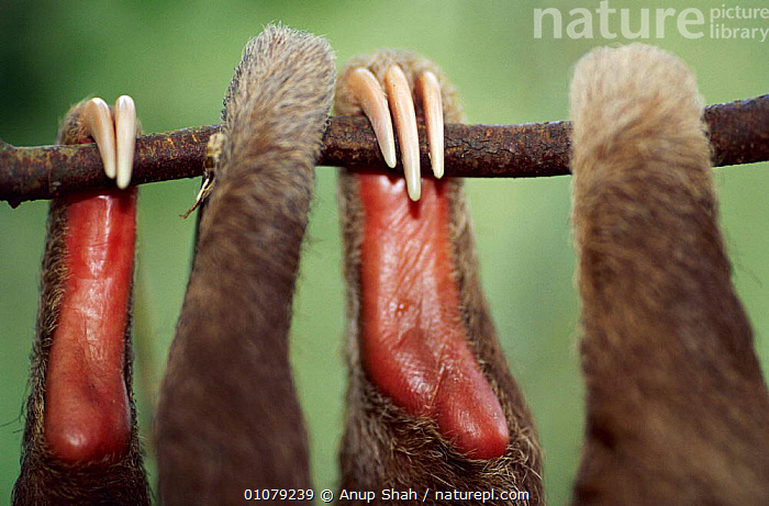 Stock photo of Close up of Hoffmann's two toed sloth limbs and claws ...