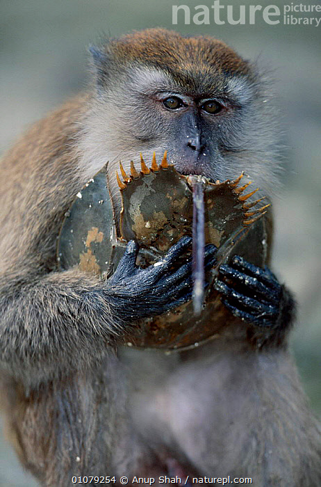 Stock photo of Crab eating / Long tailed macaque (Macaca