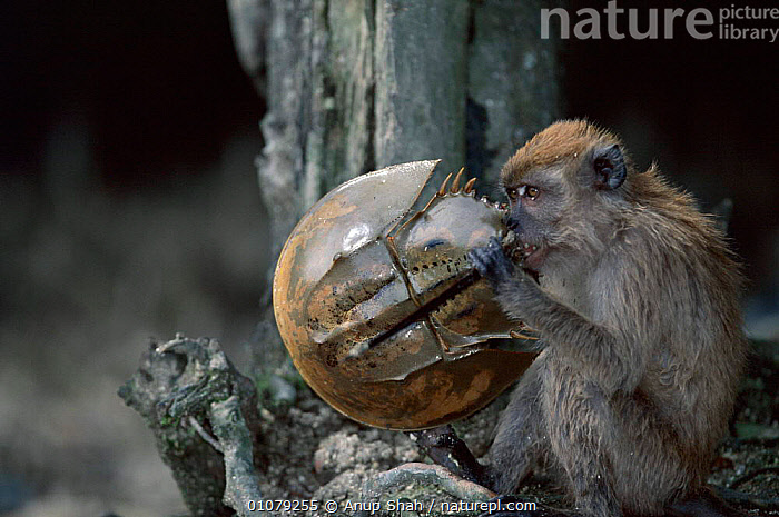 カニクイザル（幼獣） Crab-eating Macaque 頭骨 ☆即納☆カニクイザル