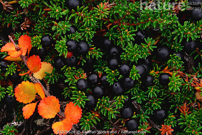 Stock photo of Crowberry plant with fruit {Empetrum nigrum} Chukotka ...