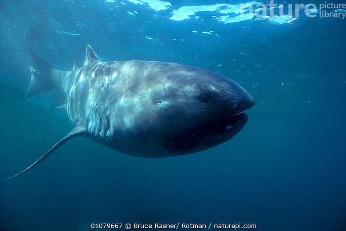 Megamouth Shark in Rescued Hardwood -  Canada