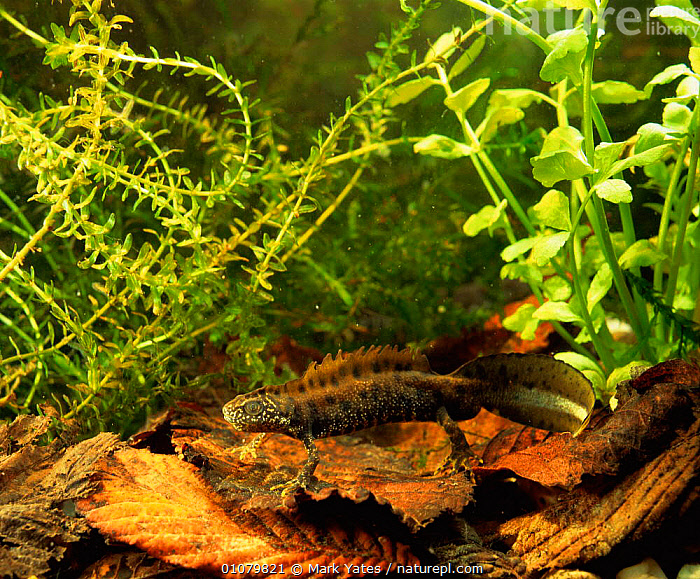 Stock photo of Crested newt male showing crest and tail {Triturus