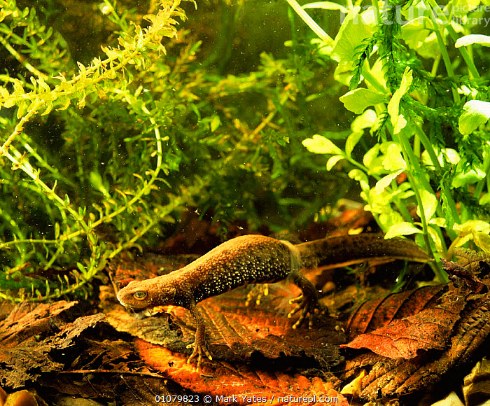 Stock photo of Crested newt female shedding skin {Triturus cristatus