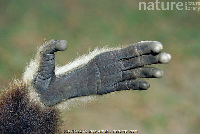 Stock photo of Hand of White handed gibbon {Hylobates lar