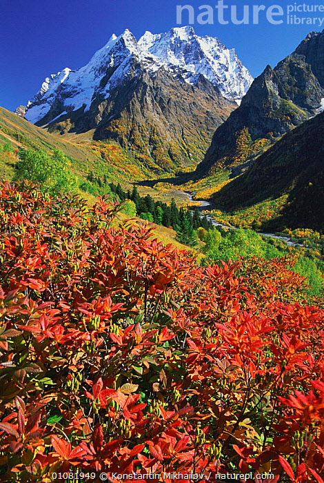 Stock photo of DombaiUlgen peak with Rhododendron luteum plant