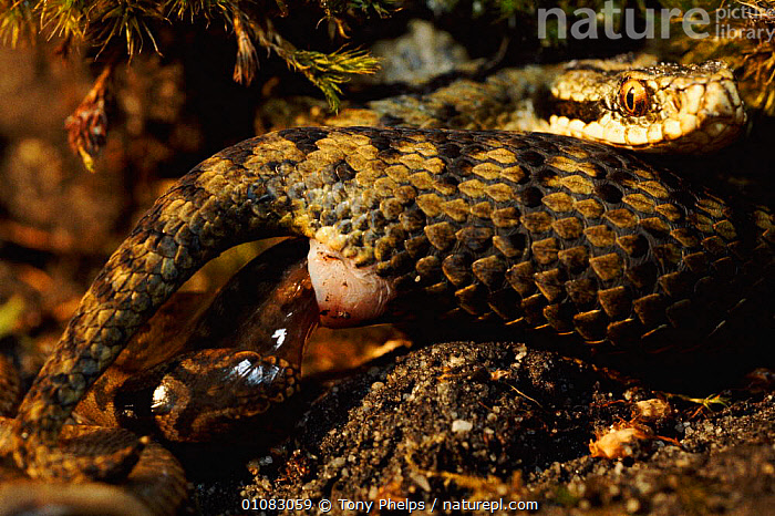 Stock photo of Adder giving birth to live young {Vipera berus} UK ...