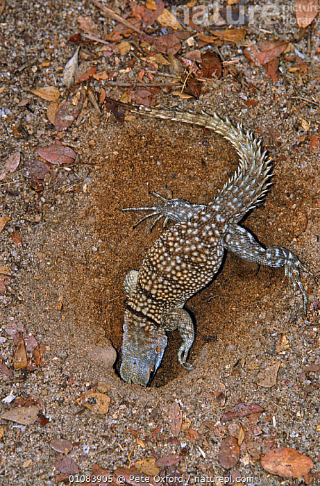 Stock photo of Madagascar spiny tailed lizard female digging nest ...