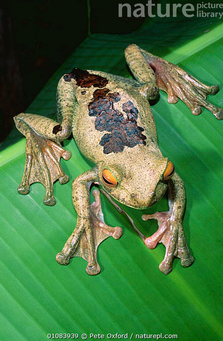 Stock Photo Of Giant Tree Frog Boophis Albilabris La Madraka Farm