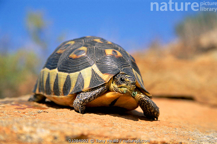 Stock photo of Bowsprit tortoise {Chersine angulata} Namaqualand, S ...