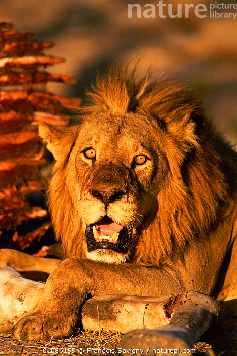 Stock photo of Lion male portrait {Panthera leo} Moremi NP, Botswana ...