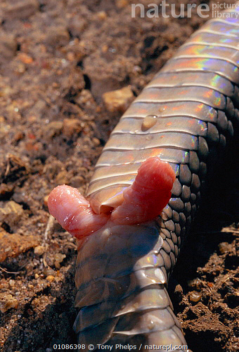 Stock photo of Male sex organs hemipenes of Mozambique spitting  